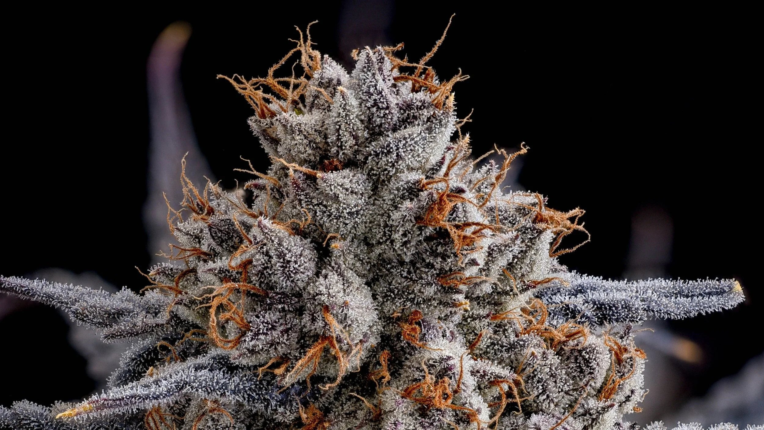 Gold Bag Exotic THCa Flower - 3.5 Grams