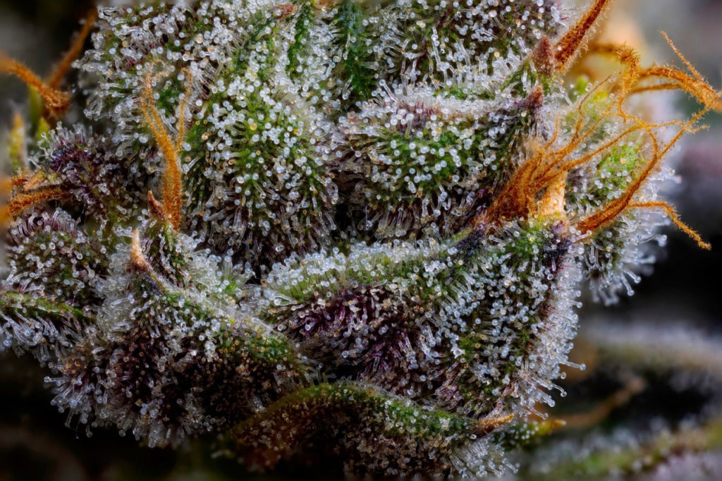 Gold Bag Exotic THCa Flower - 3.5 Grams