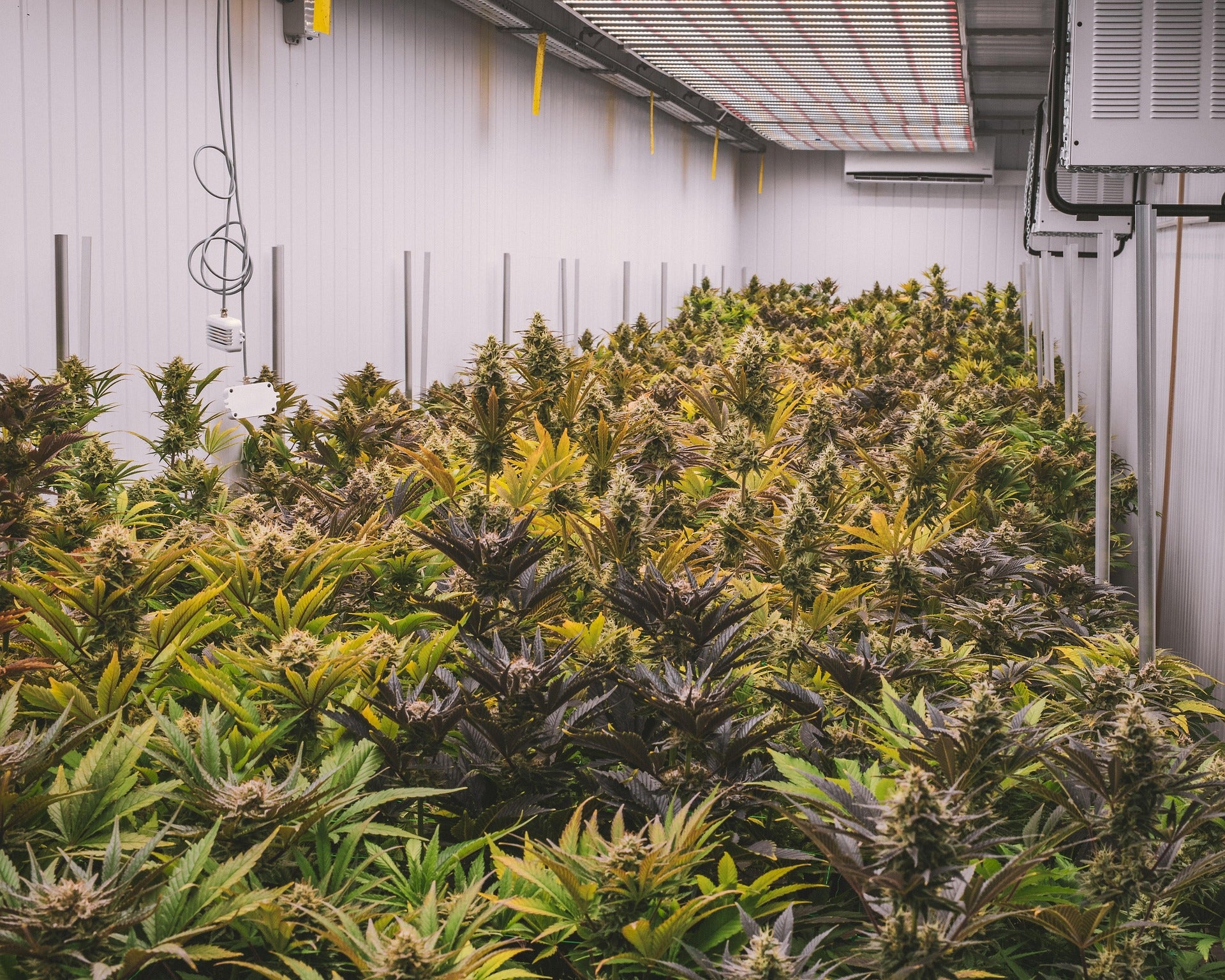 THCa Bulk Flowers