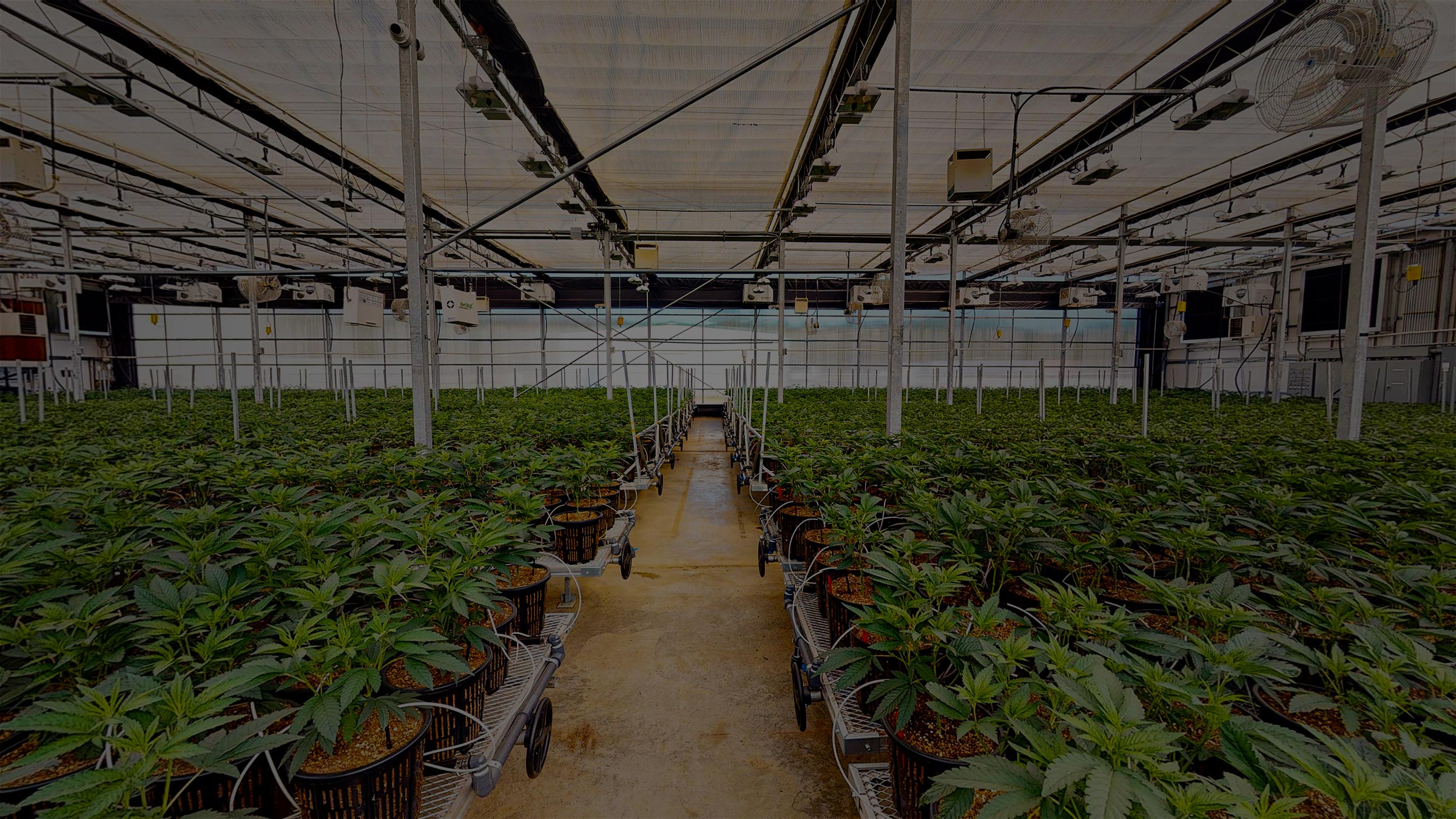 THCa White Bag Special - Half Oz